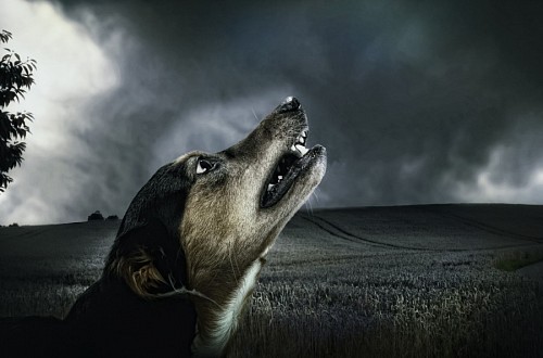 loving-couple  Little mongrel dog howling at dusk