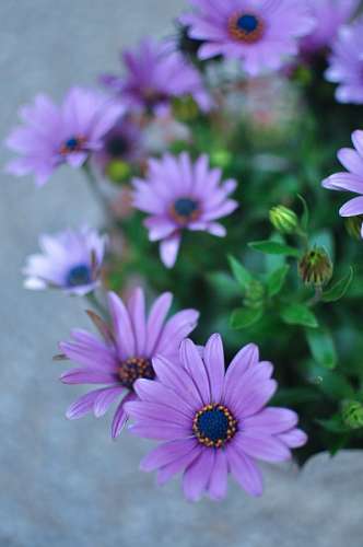 Purple Osteospermum