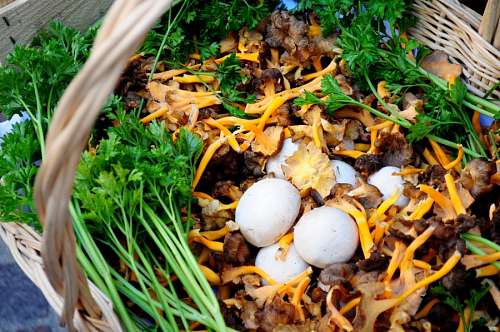 fungus fungus, fungi, champignone, mushrooms, nature, foo