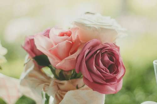 San valentin roses 