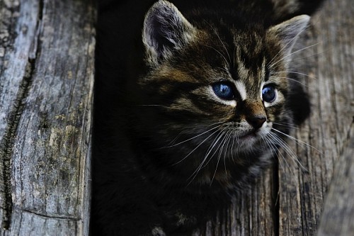 pussycat  Kitten between tree trunks
