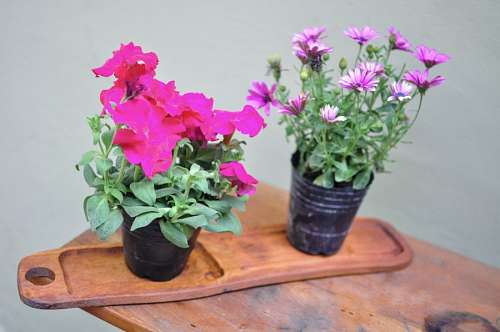 Garden flowers