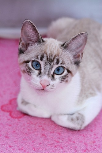 siam Sweet Siamese kitten on pink carpet