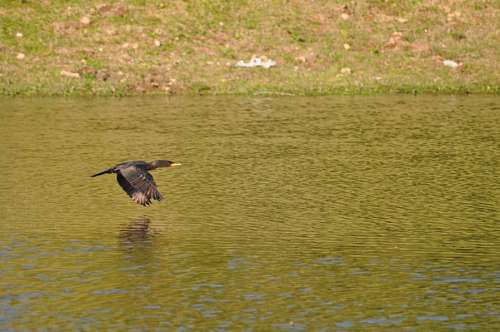 One Animal, Duck, Ducks, Flying, Lake, Green 