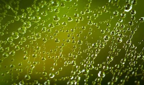 Spider web in closeup with dew drops