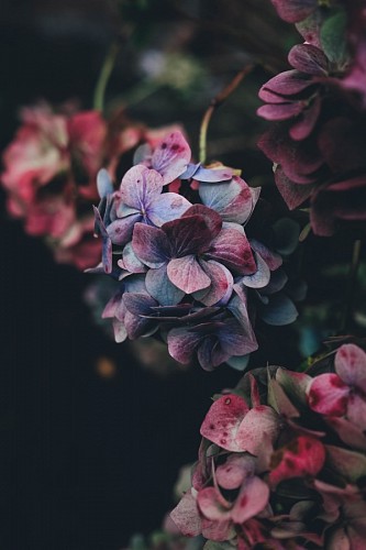 hydrangea Hydrangea flowers