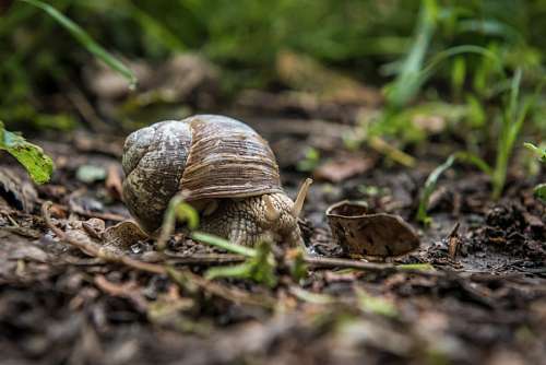 snail snail