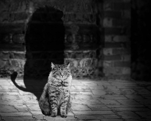 Adorable cat reflecting like a lion