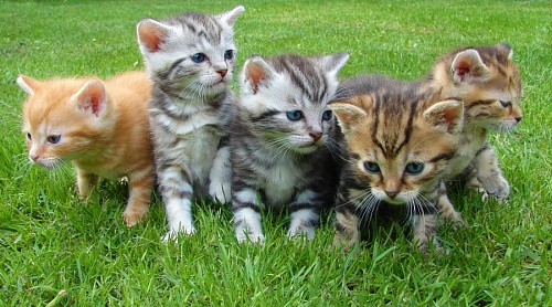  Pack of kittens on the grass