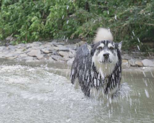 A dog in the water