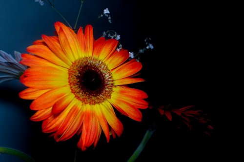 gerbera-flower Gerbera Flower on Dark Background