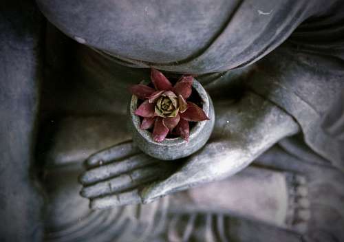 buddha lotus flower