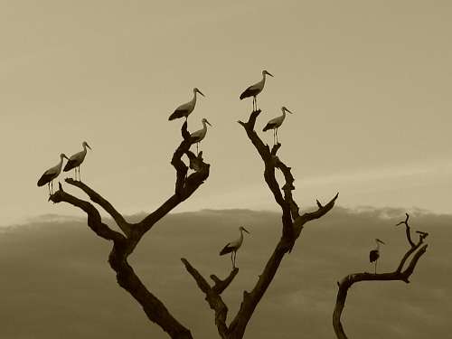 Birds