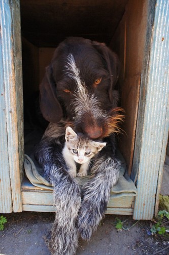 puppy Dog and cat wallpaper