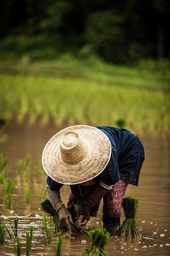 plantation-worker 