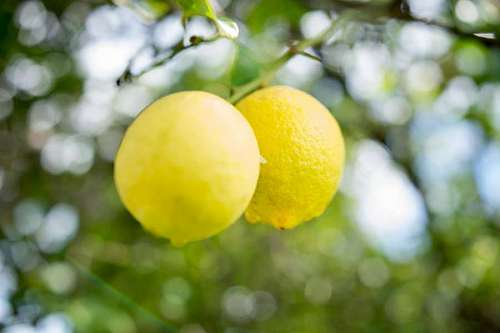 Lemons on a branch of lemon tree
