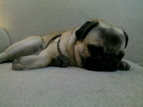 pug Pug, Pucho, Dog, Dogs, One Animal, sleep, sleeping