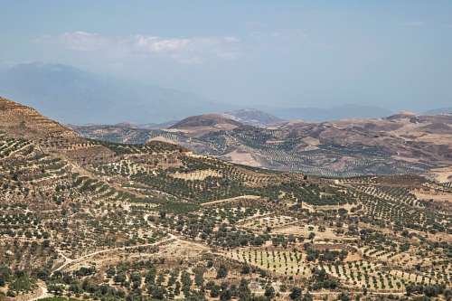 vineyard Greece