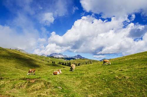 cattle