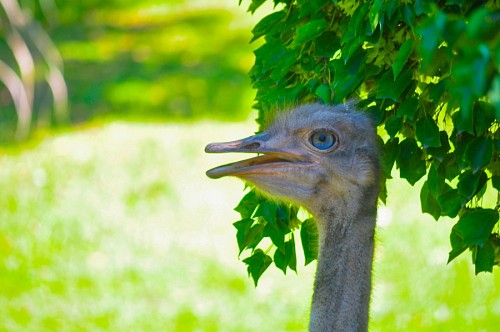 heavy Profile of ostrich
