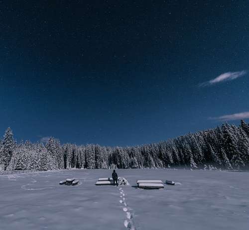 Night at the snow forest
