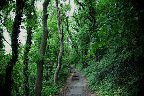 Street at jungle