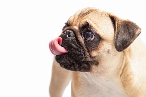 tongue Pug Carlino