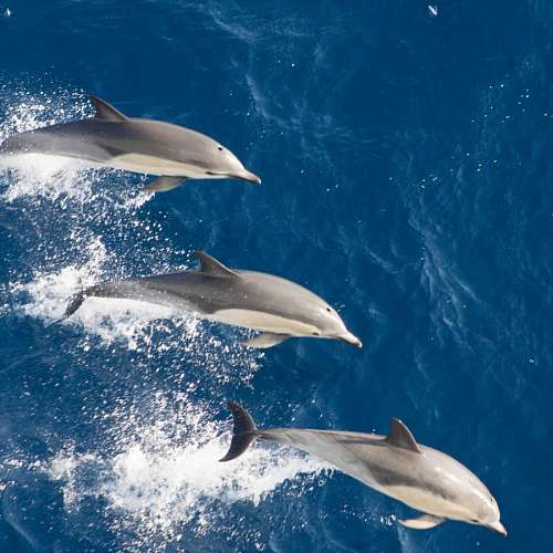 dolphins