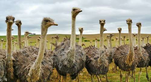 ostrich Ostriches