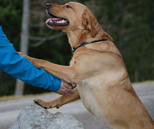 retriever 