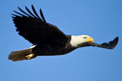 eagle Eagle
