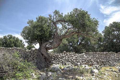 olive Olive tree