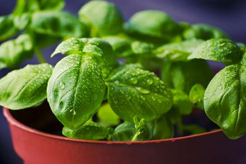 aromatic-coffee basil