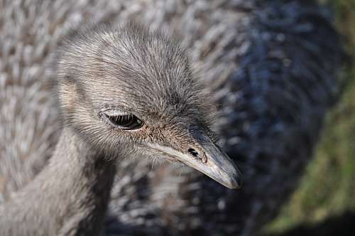 Ostrich