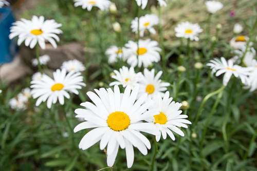 daisy  Daisy Flowers in Spring