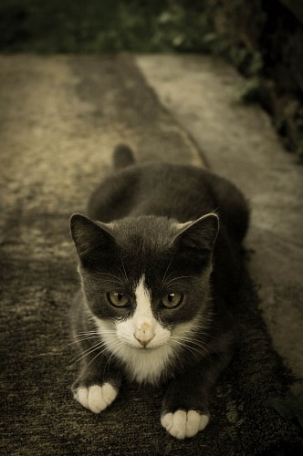  Tender gray and white feline