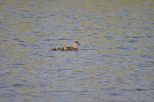 duckling Duck, Ducklings, Swimming, Lake 
