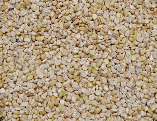 feeding Corn Grains