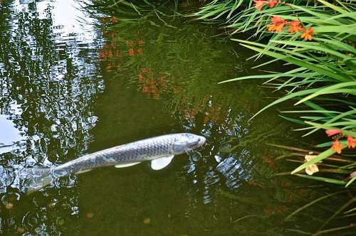 Carp