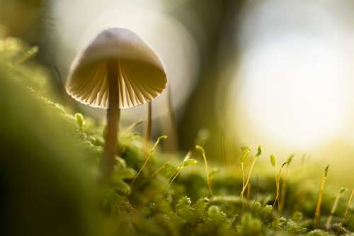 mushroom
