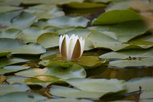 buddhism Lotus flower