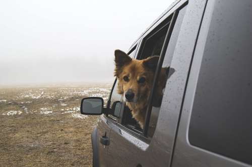 stop-signal Dog