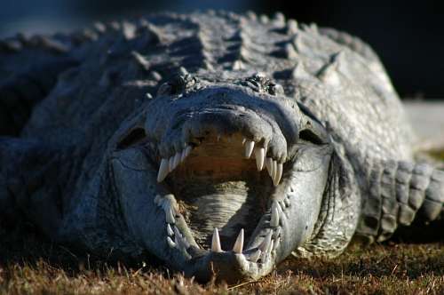teeth Crocodile
