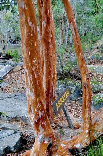myrtle myrtle, tree, trees, Patagonia, Neuquen, Argentina