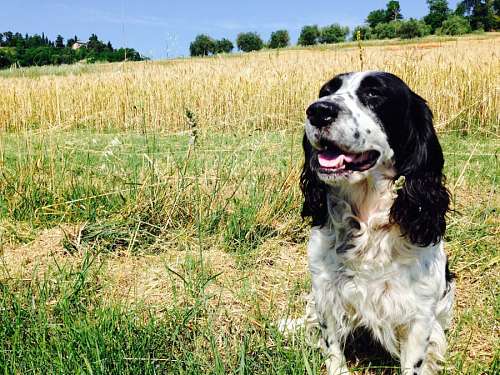 pagan cocker spaniel