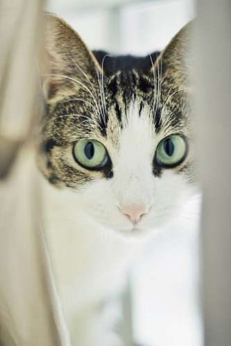 downloading cat photos download