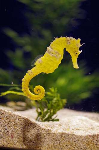 Yellow seahorse in the ocean