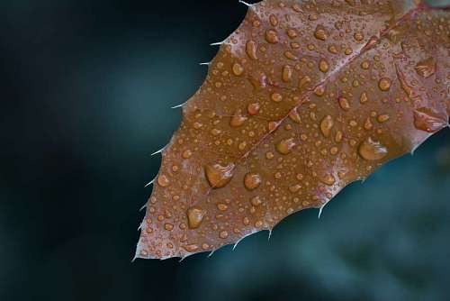 autumnal-backdrop Macro autumnal leaf
