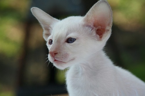 siam Albino cat