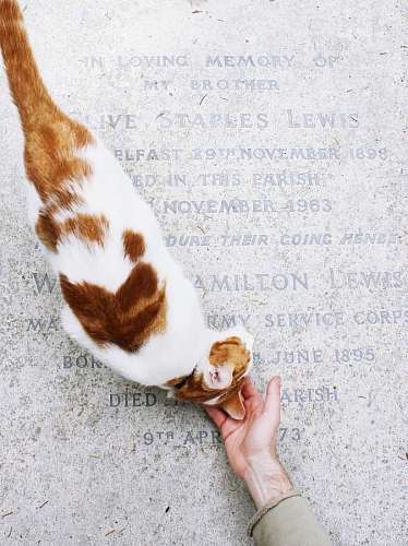 caress Cat